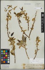 Foto von Salix alba L. x Salix fragilis L.